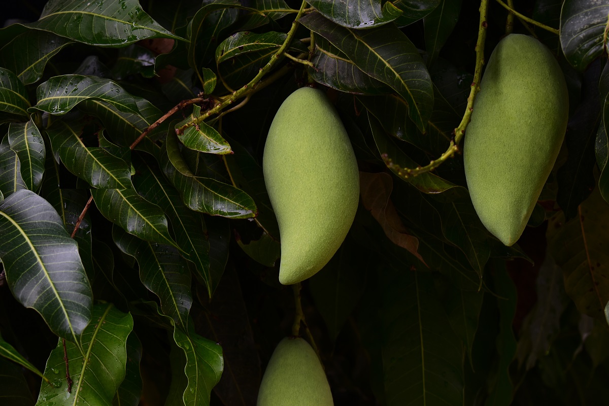 green mangoes hanging on the tree 2021 09 01 12 42 37 utc